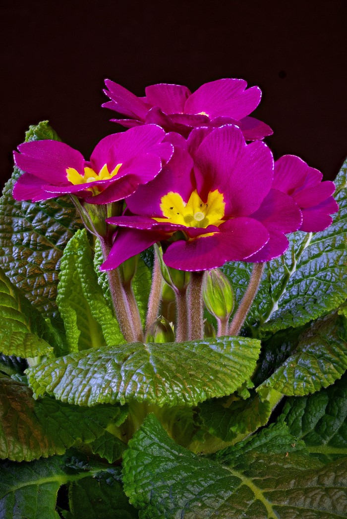 Close-up of pink primula flowers with yellow centers