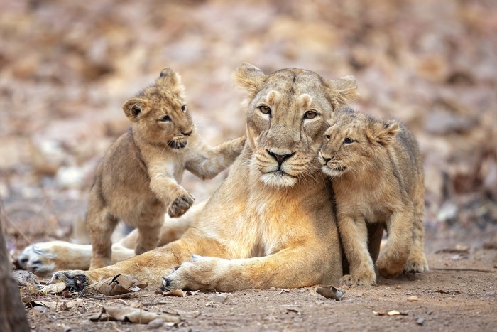 Lioness with two cubs
