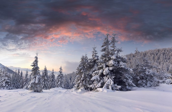 Snowy forest at sunrise with pink clouds