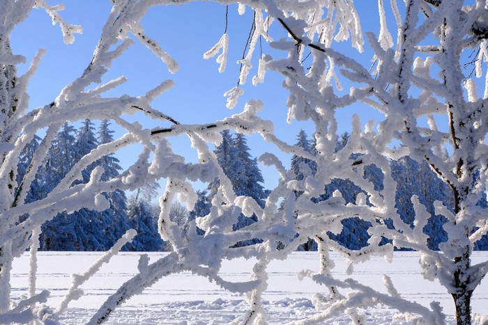 4K Winter Snow Branches