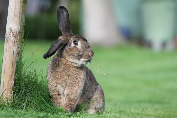 Rabbit sitting in grass near a tree