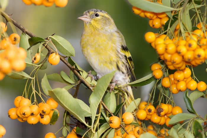 Eurasian siskin male on branches with berries