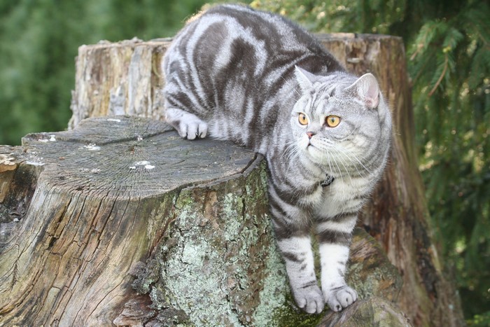 British Shorthair cat on a tree stump