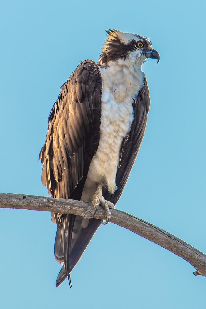 Osprey perched on a branch against a blue sky
