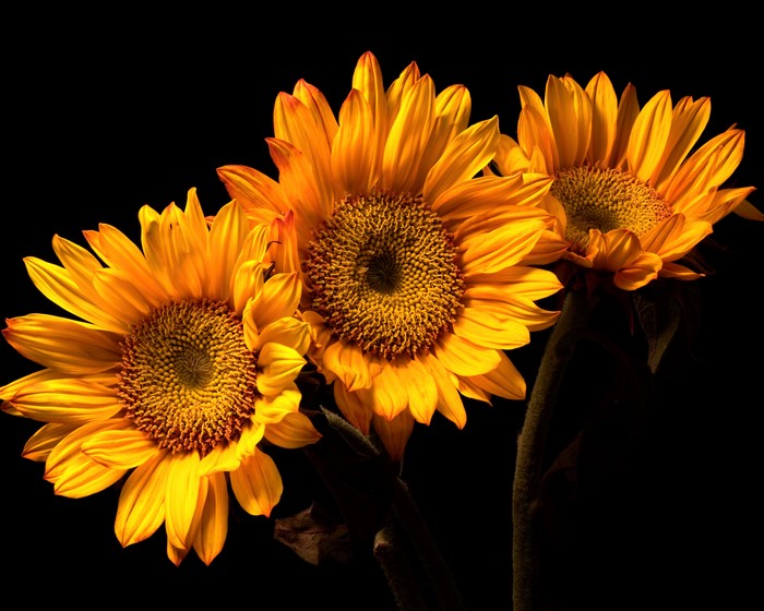 Three Sunflowers on Black Background