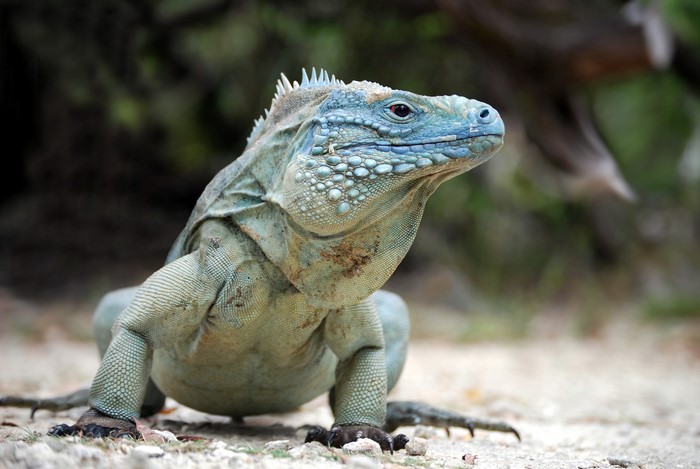 Blue Iguana Reptile with Bokeh Background