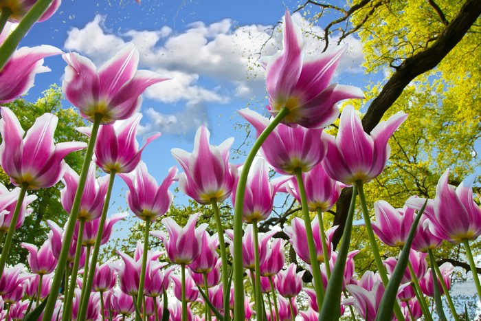 Pink and white tulips against a blue sky