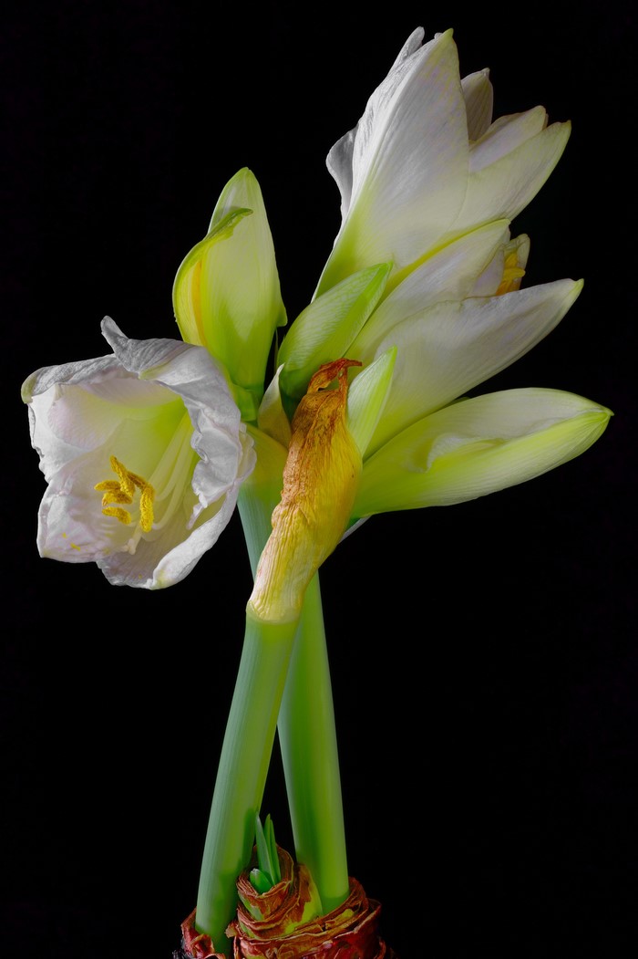 White Amaryllis flowers against a black background
