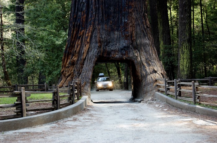 Car driving through a tunnel in a giant redwood tree