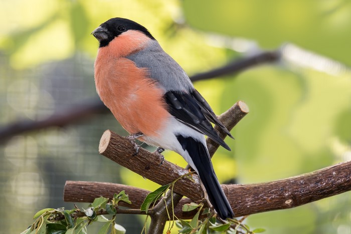 Bullfinch bird perched on branches