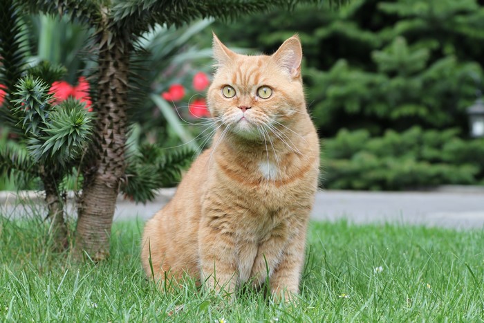 Ginger British Shorthair Cat Sitting on Grass