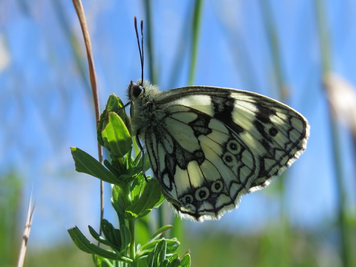 Marbled White butterfly on green plant