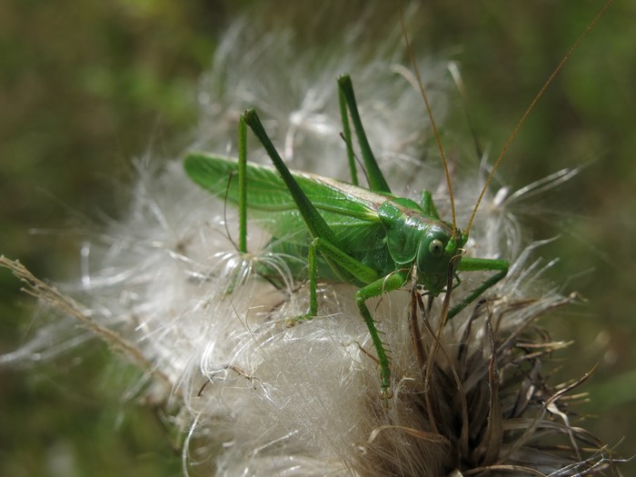 Green Grasshopper on a Thistle Flower