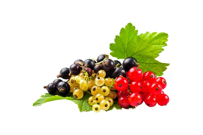 Red, Black, and White Currants with Leaves