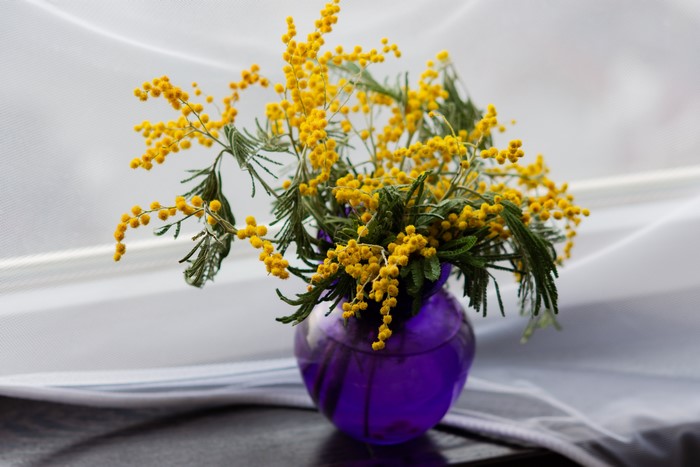 Silver wattle flowers in a purple vase
