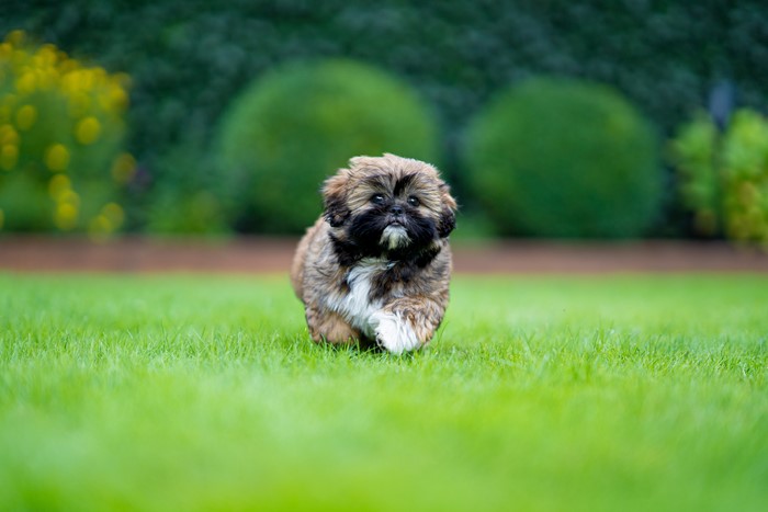 Shih Tzu Puppy Running on Grass