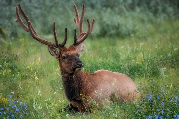 Bull Elk with Antlers in a Field