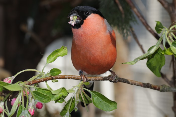 Bullfinch bird on a branch with pink buds