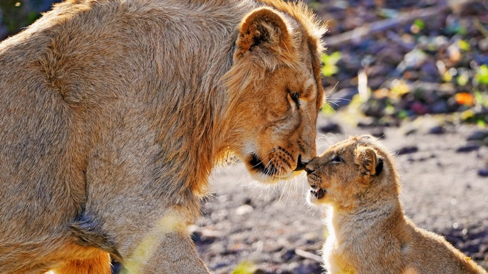 Lion and cub nuzzling noses