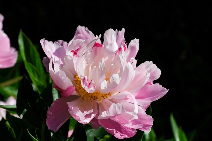 Pink Peony Flower Closeup