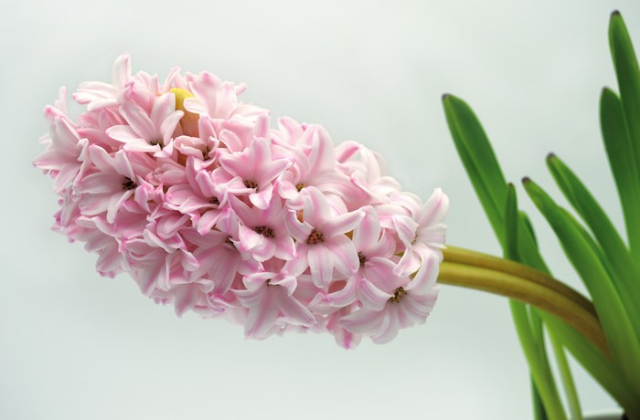 Pink Hyacinths closeup