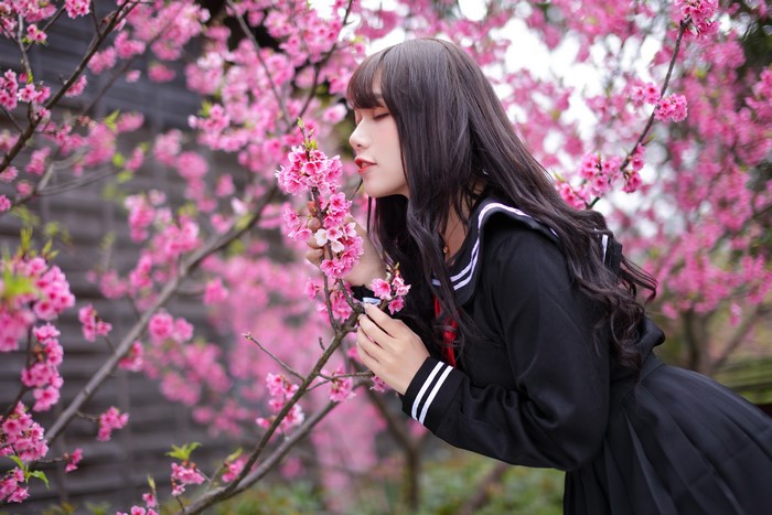 Asian girl in uniform smelling cherry blossoms