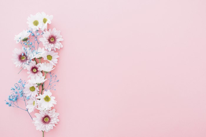 Chrysanthemums on a Pink Background