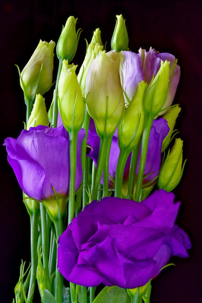 Purple and yellow Eustoma flower buds on black background