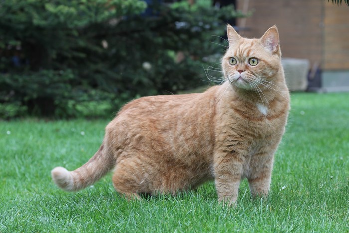 Ginger British Shorthair Cat on Grass