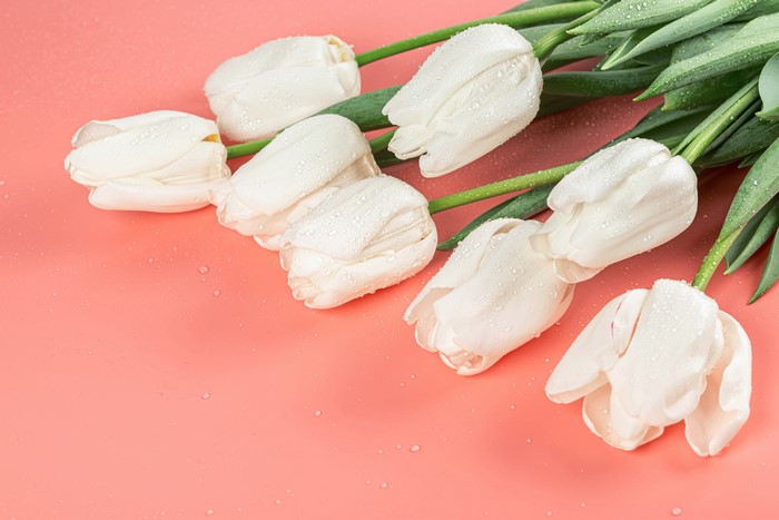 White Tulips with Water Drops on Pink Background