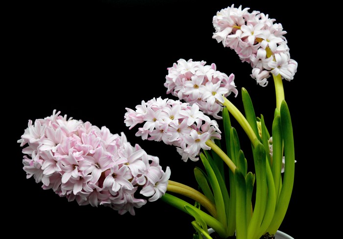 Pink Hyacinths with Black Background