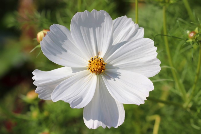 White Cosmos Flower Closeup