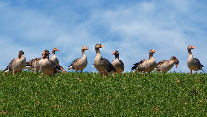 A flock of geese on a grassy hill under a blue sky