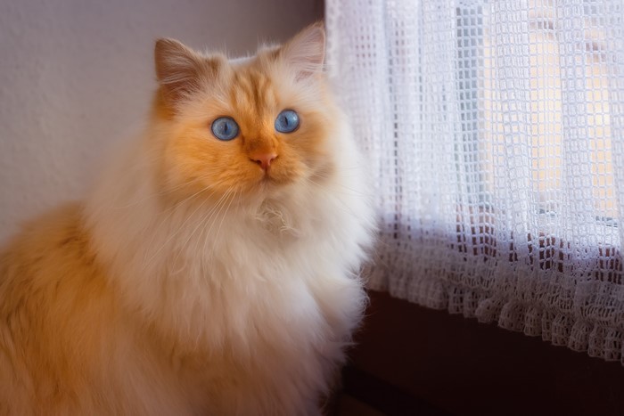 Flame point Siamese cat with blue eyes