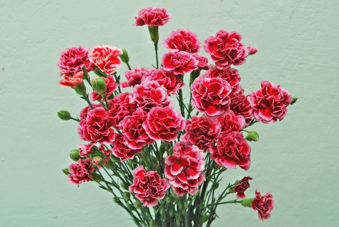 Bouquet of red and pink carnations
