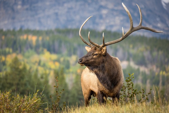 Bull Elk with Antlers in a Forest
