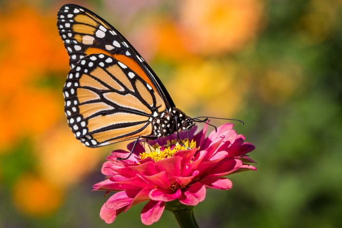 Monarch butterfly on a pink zinnia flower