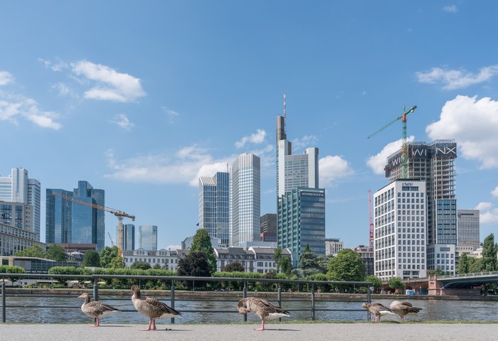 Geese by the River with Frankfurt Skyline