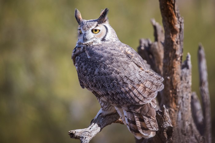 Great Horned Owl perched on a branch