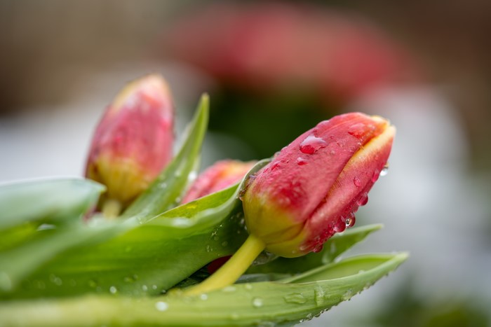 Tulips with water drops, close-up