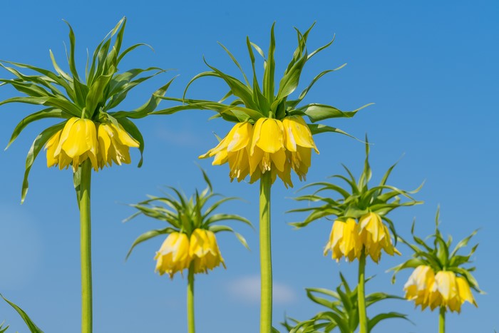 Yellow Fritillaria Imperialis Flowers