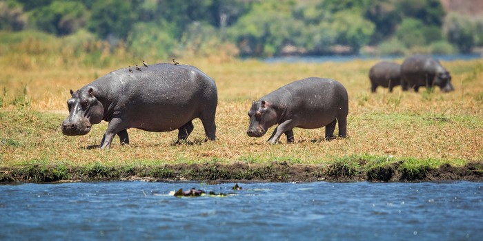 Hippos and Cubs by the Water
