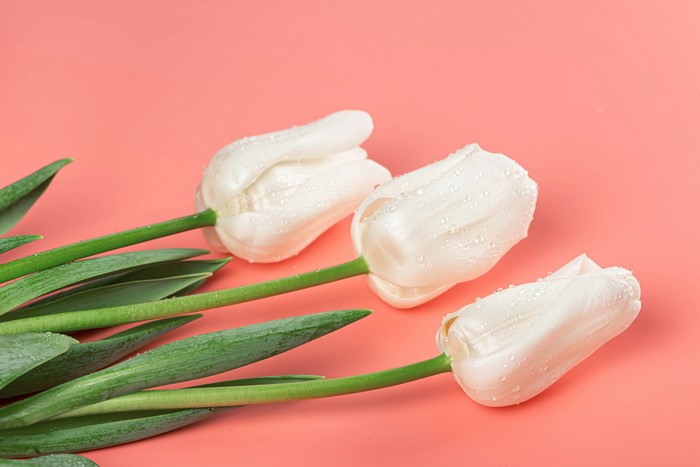 Three white tulips with water drops on a pink background
