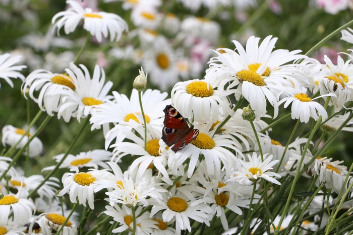 Peacock Butterfly on White Camomiles
