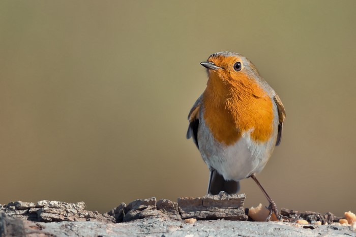 European Robin (Erithacus rubecula) perched on wood