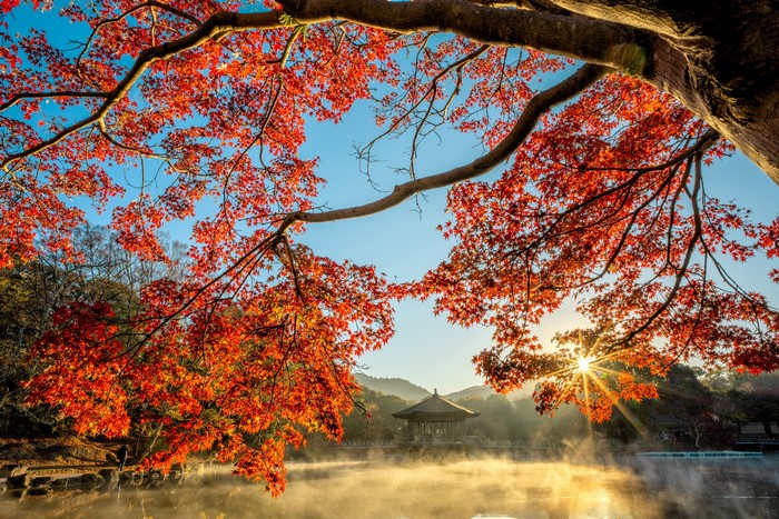 Autumn Maple Branches Over Misty Pond with Pagoda
