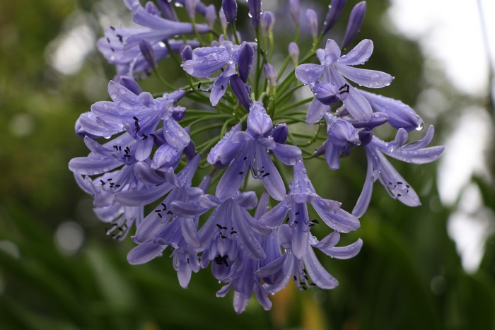 Agapanthus flowers with water drops