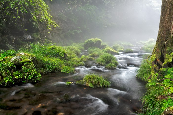 4K Stream Flowing Through Mossy Stones