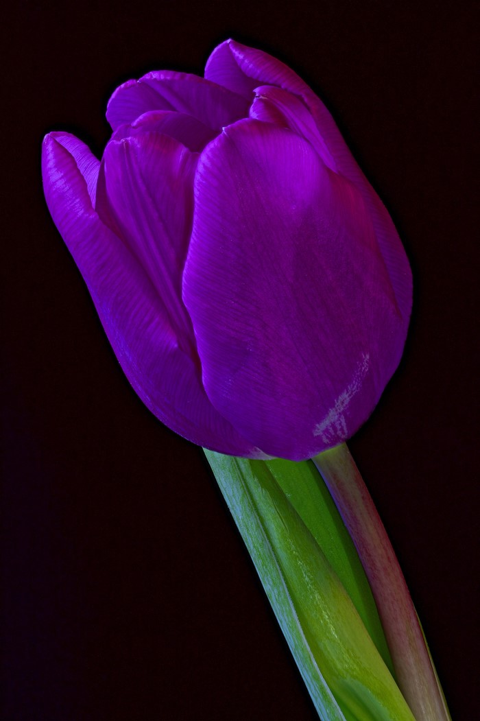Purple tulip on a black background