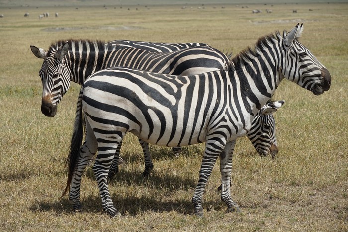 Zebras in a Grassy Field
